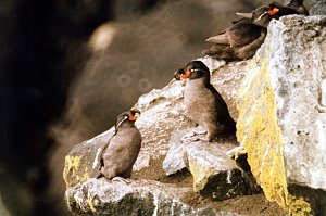 Auklet, Crested, St George Alaska 06-1996 B06P53I02